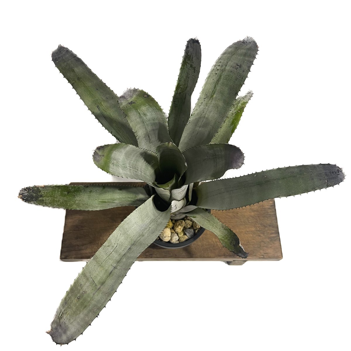 エクメア チャンティニーシルバートップ　/ ビルベルギア　ホヘンベルギア エクメア チャンティニーシルバートップ / ビルベルギア