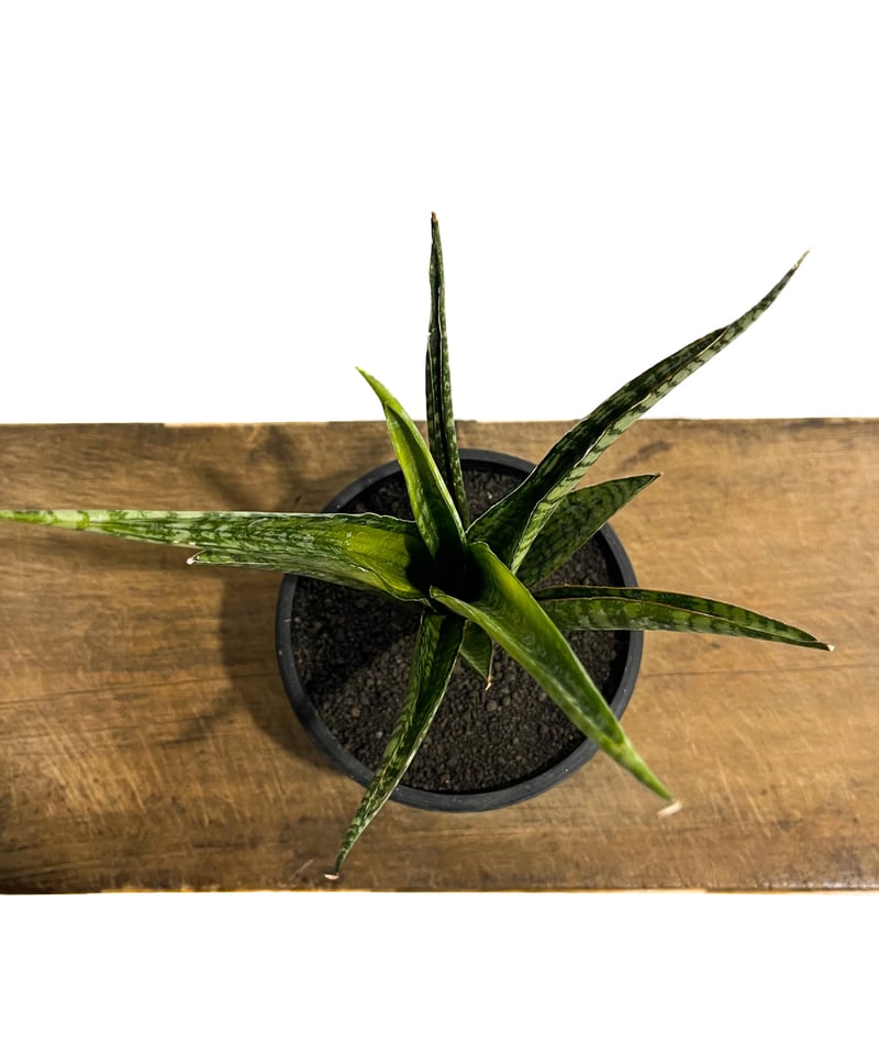 サンセベリア クロコダイル ロック「Sansevieria Crocodile Rock