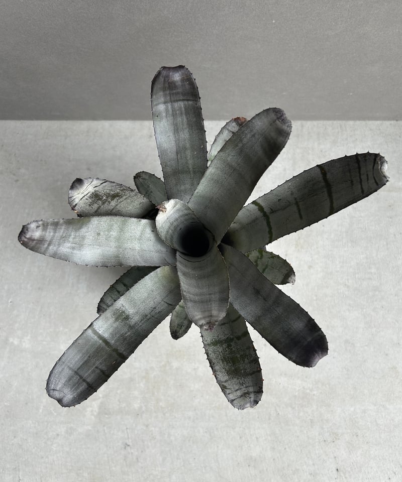 エクメア ブラックビューティー 子株付き エクメア チャンティニー ブラック セレクト 「Aechmea