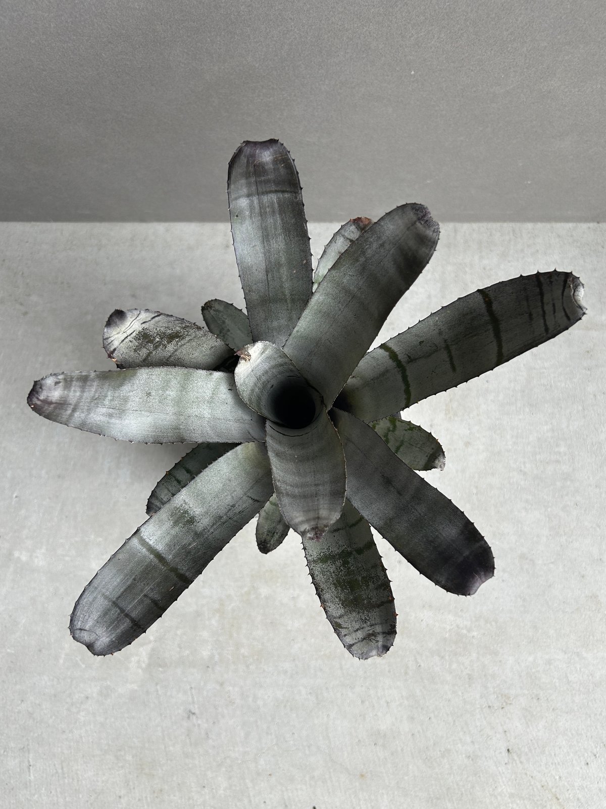 エクメア ブラックビューティー 子株付き エクメア | artPLANTs （アートプランツ）