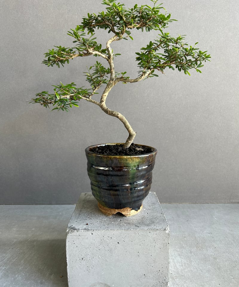 盆栽鉢 うち” 盆栽 + YON-HACHI (Masaki Tomabechi) 「“UCHI”