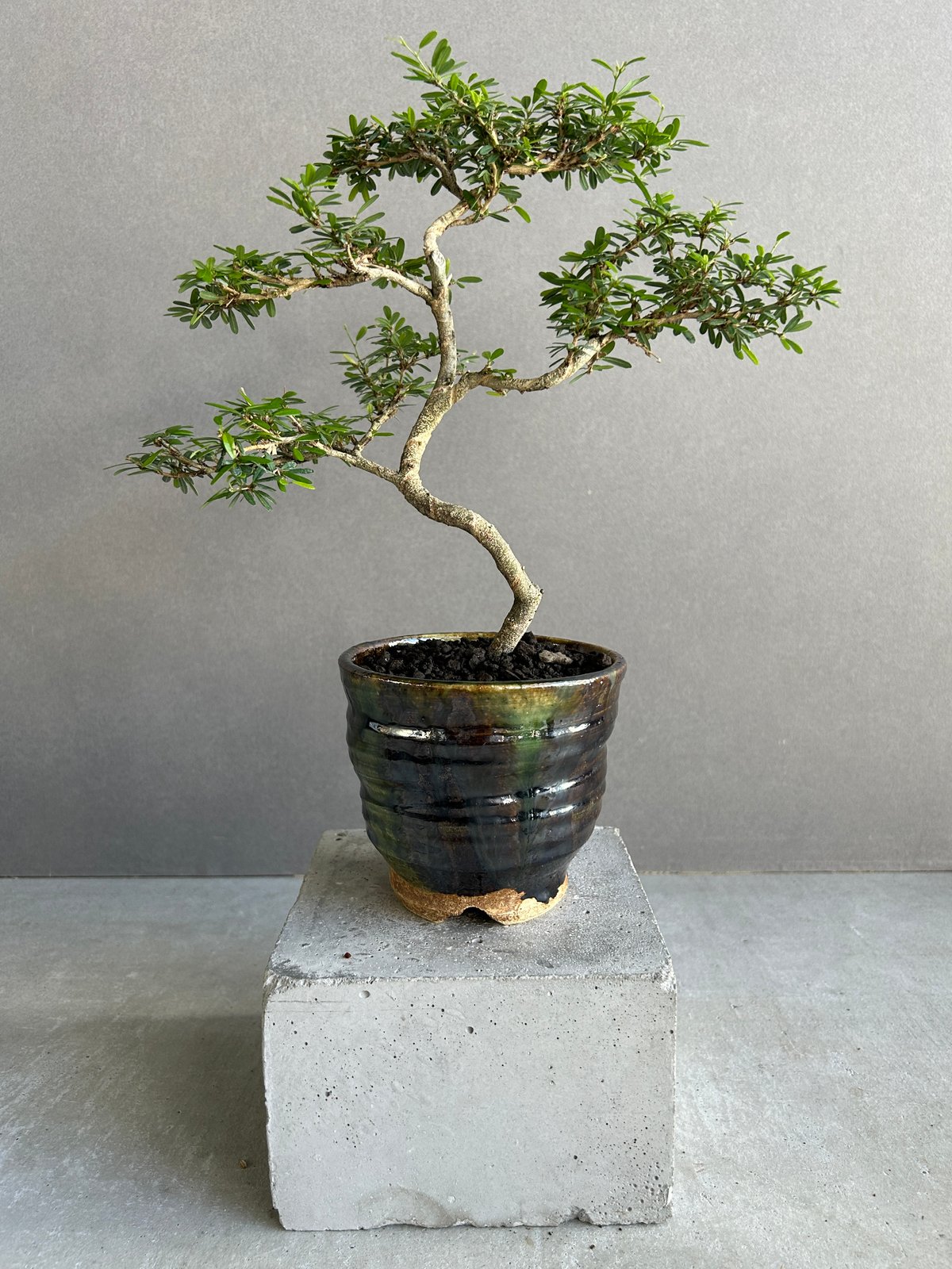 うち” 盆栽 + YON-HACHI (Masaki Tomabechi) 「“UCHI”