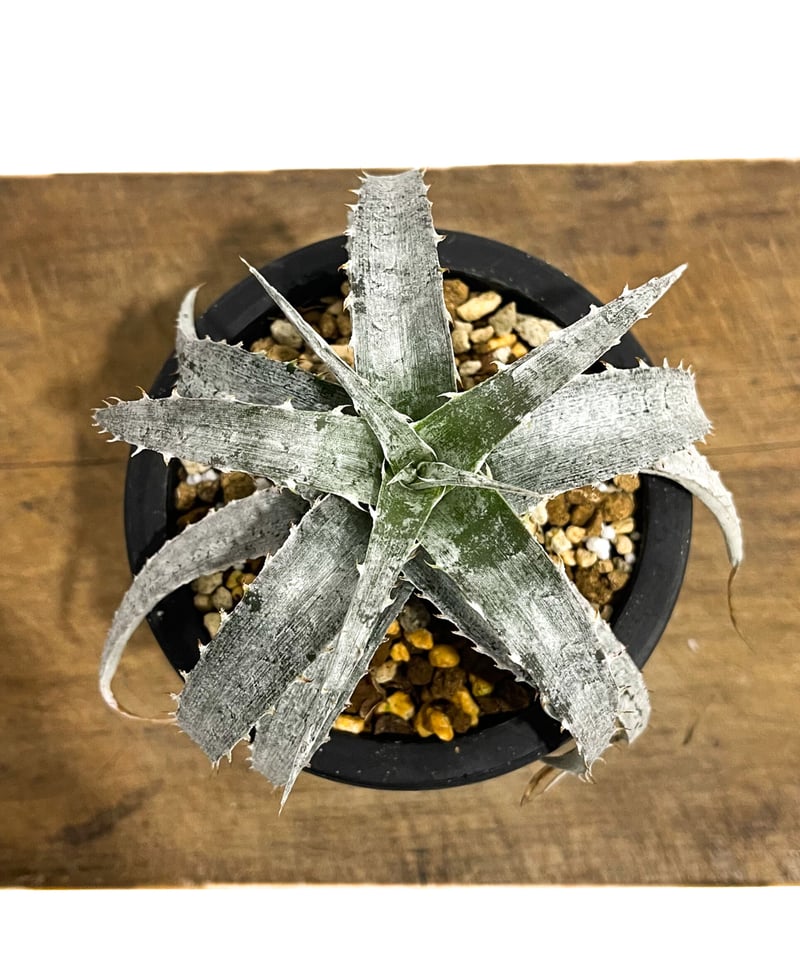 ディッキア マセドイ ホワイト クローン「Dyckia macedoi white