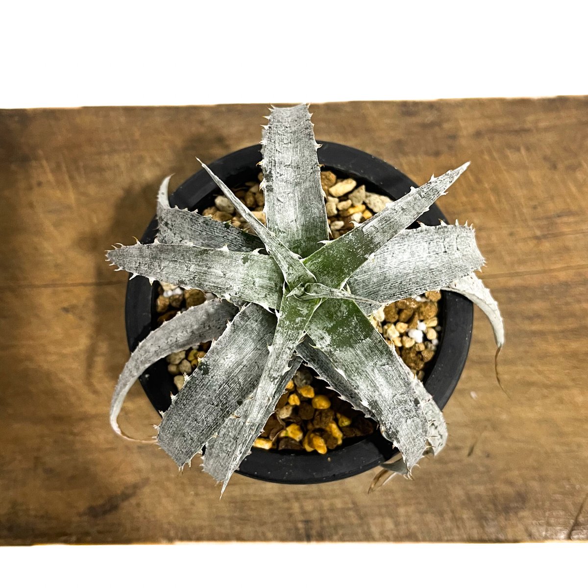 Dyckia Branca de Neve original clone ディッキア マセドイ ホワイト