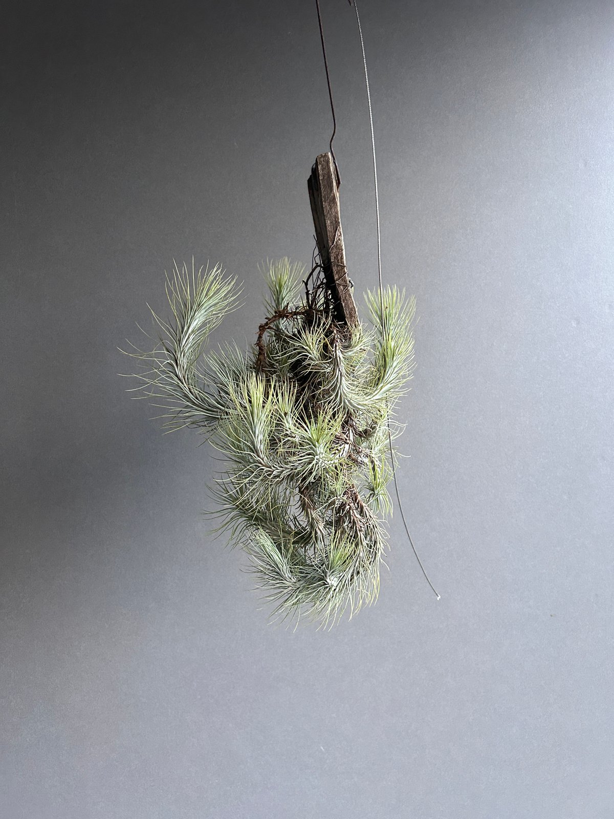 購入不可 チランジア フンキアナクランプ(4頭クランプ) 購入不可 チランジア フンキアナクランプ(4頭クランプ) 園芸ネット本店