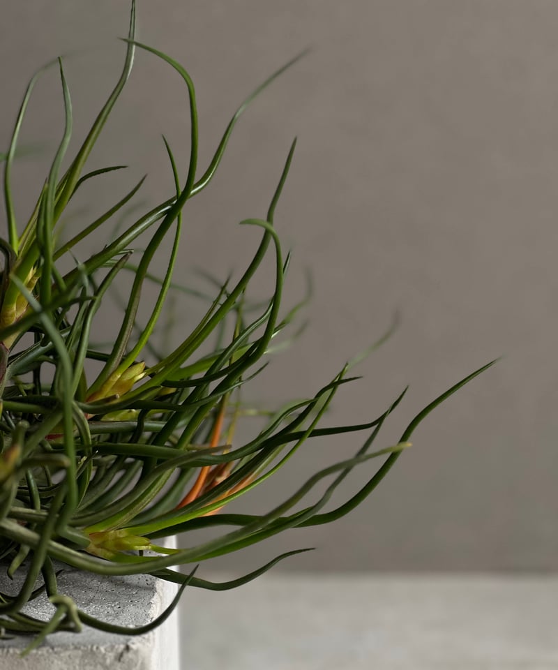 ティランジア ブルボーサ クランプ (実生苗) 「Tillandsia bulbosa clu