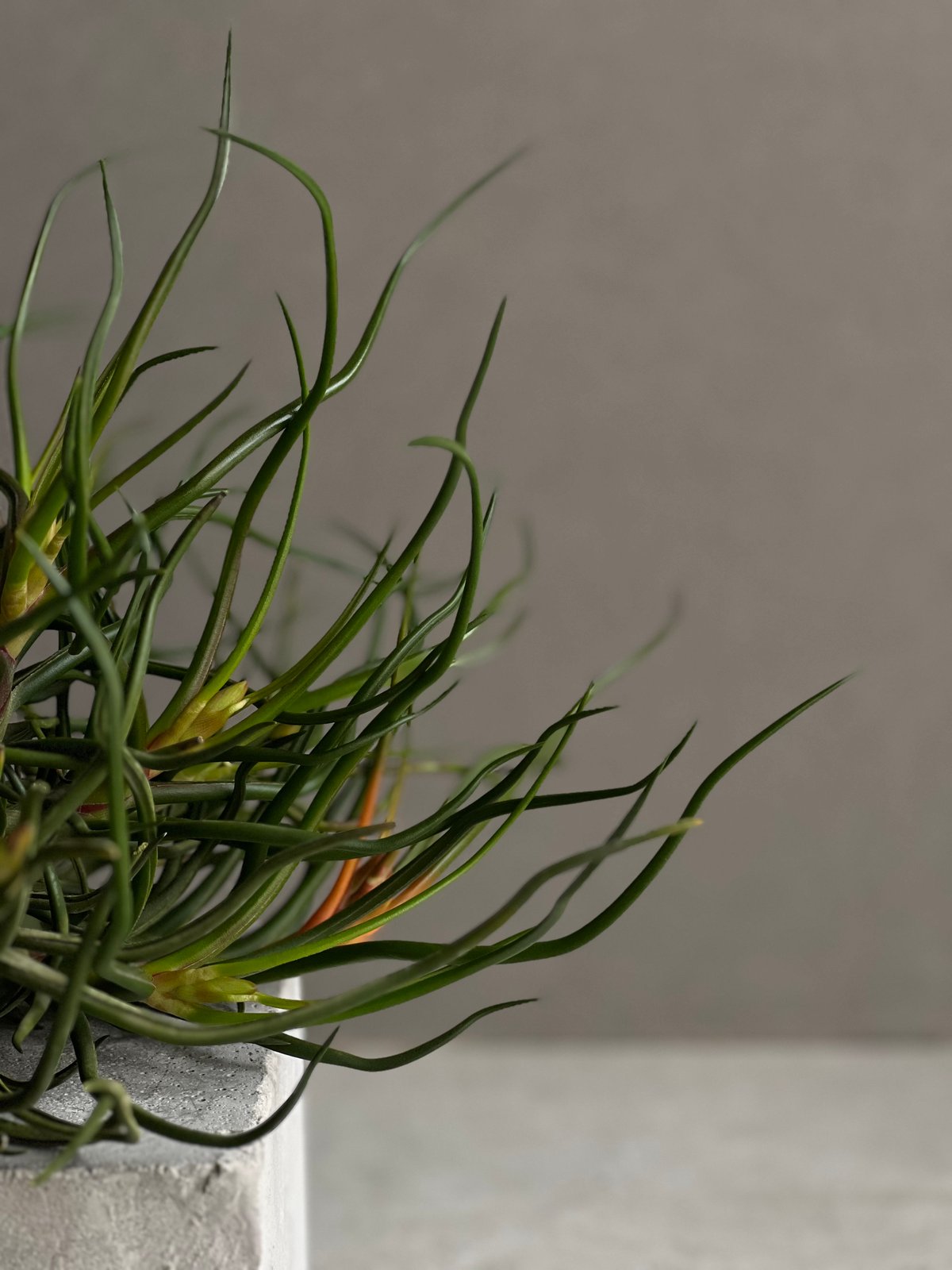 ティランジア ブルボーサ クランプ (実生苗) 「Tillandsia bulbosa clu