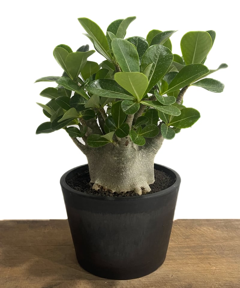 アデニウム アラビカム ドワーフ タイプ「Adenium arabicum dwarf ty