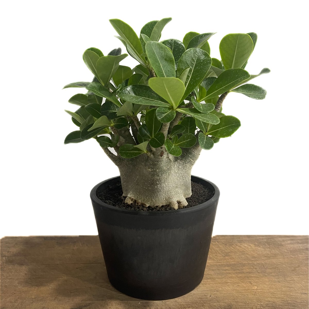 アデニウム アラビカム ドワーフ タイプ「Adenium arabicum dwarf ty