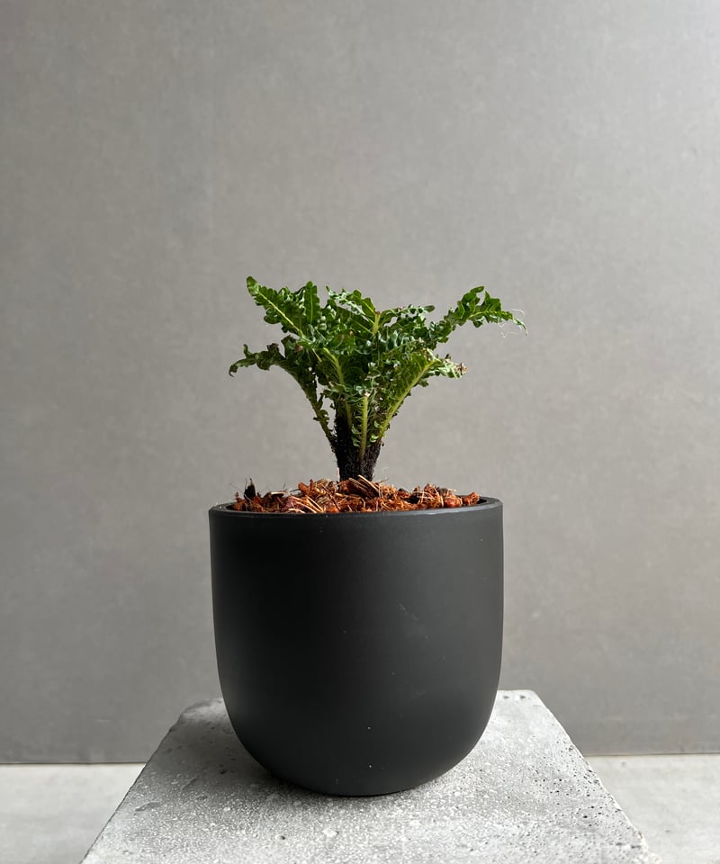 ブレクナム ギッバム ドワーフ 「Blechnum gibbum Dwarf 」99B | S