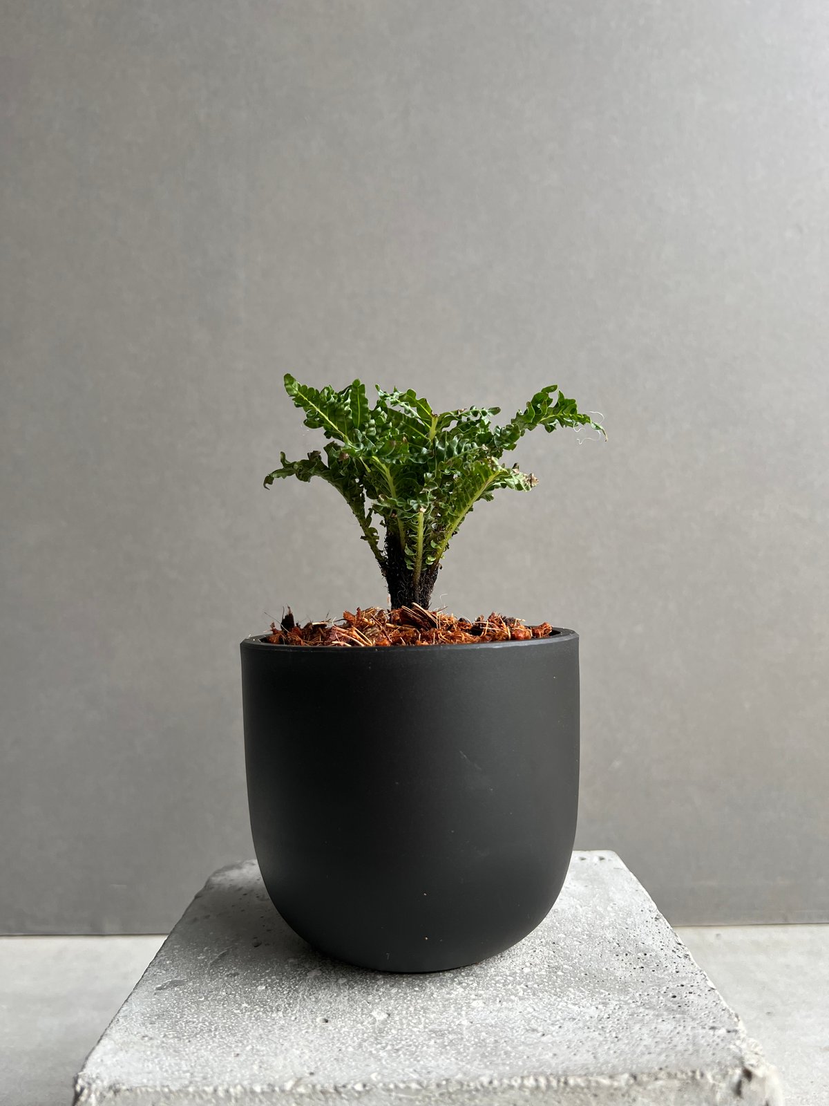 ブレクナム ギッバム ドワーフ 「Blechnum gibbum Dwarf 」99B | S