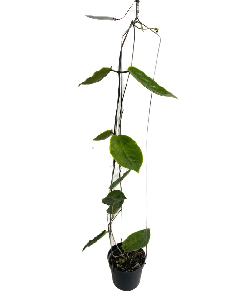 はぐさん専用 ＊Hoya ＊ ホヤ ＊ inflata はぐさん専用 ＊Hoya ＊ ホヤ ＊ inflata ホヤ インフラータ「Hoya