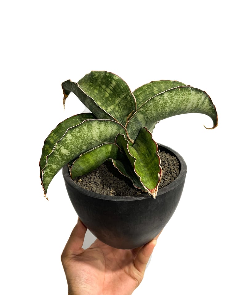 n*u様 サンスベリア dragon wing variegated A サンスベリア dragon wing variegated C | Shop at Mercari from