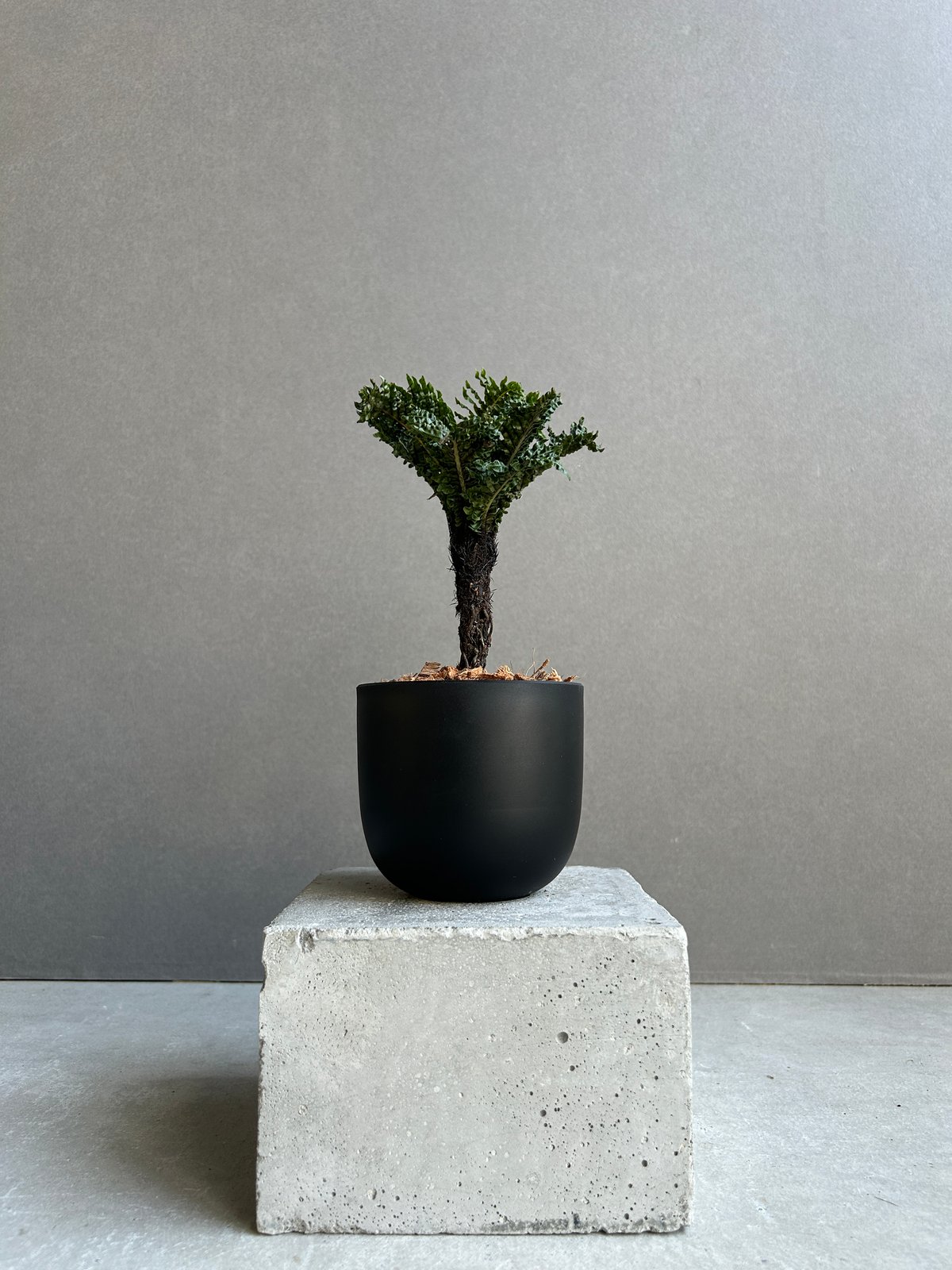 ブレクナム ギッバム ドワーフ 「Blechnum gibbum Dwarf 」87H