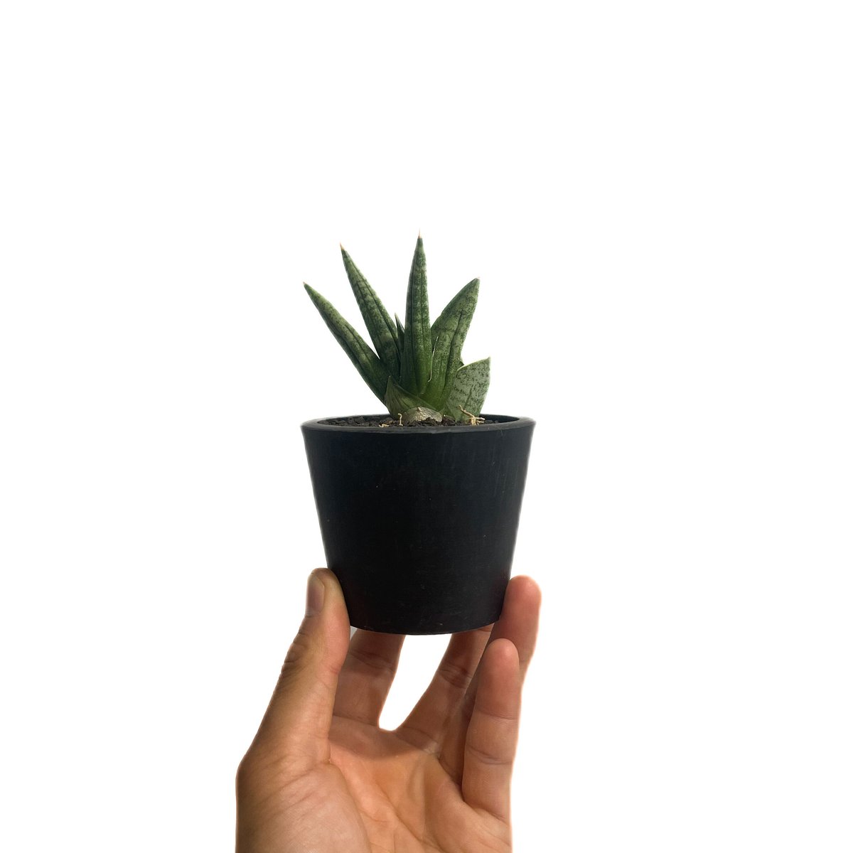 サンスベリア ジュピター Sansevieria Jupiter サンセベリア ヤヤ「Sansevieria YaYa」96E-1 | SHOUCHIKUEN