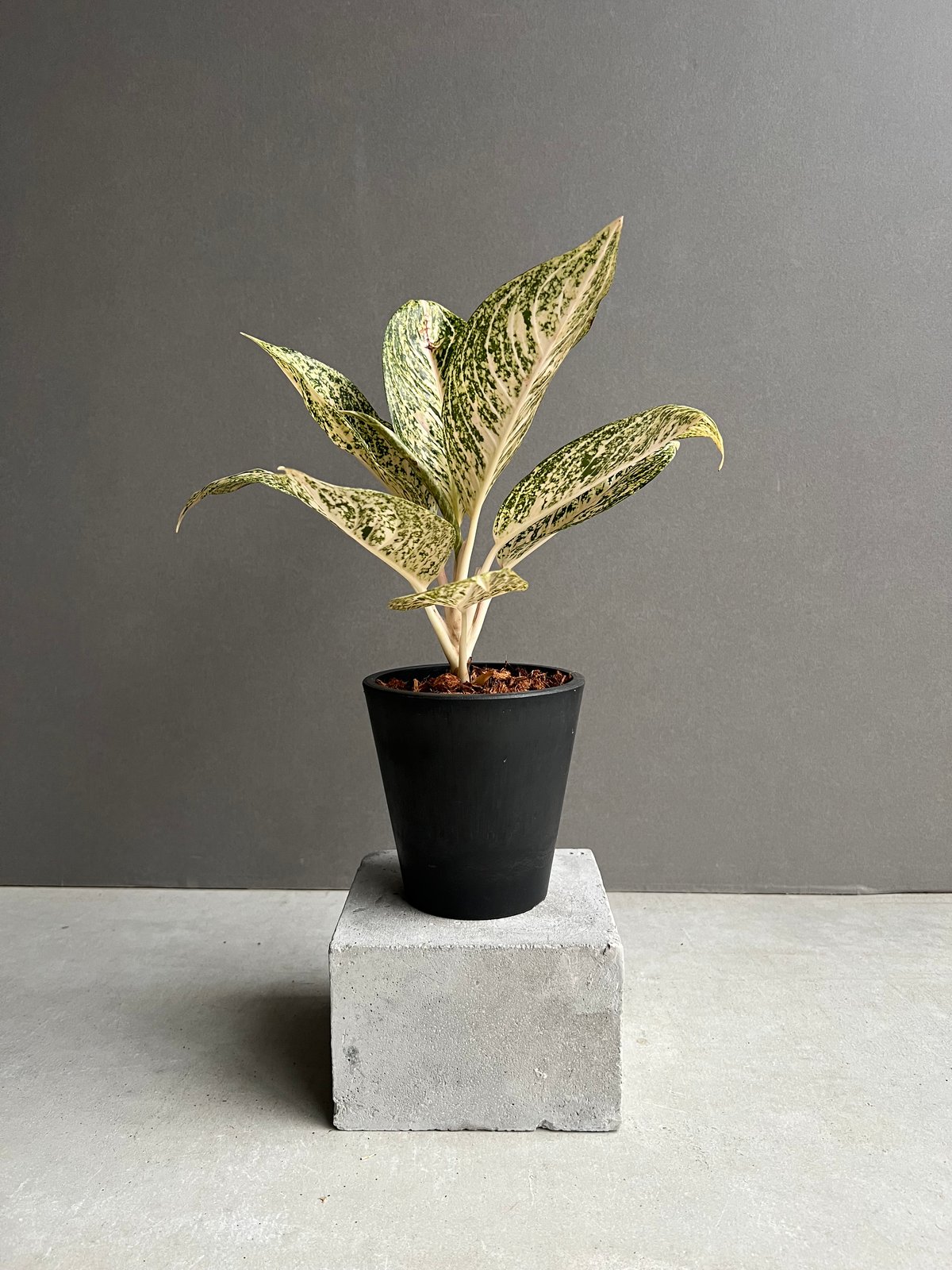 アグラオネマ　ホワイトティアラ　鉢ごと発送 fit=scale-down,w=1200