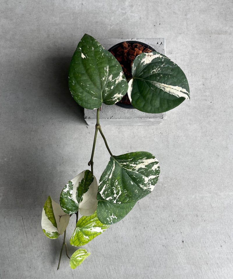 パイパー ニグラム 斑入 「Piper nigrum variegated」62Y | SHO