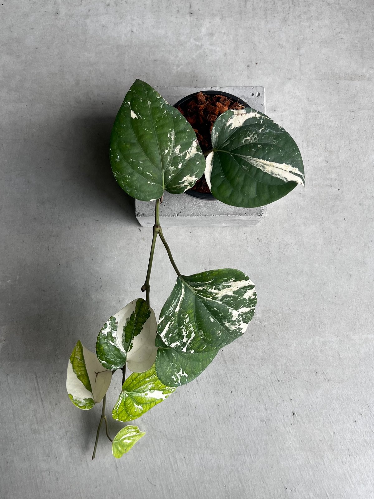 パイパー ニグラム 斑入 「Piper nigrum variegated」62Y | SHO