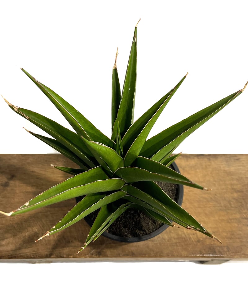サンセベリア グリーン ファイヤー「Sansevieria Green Fire (S