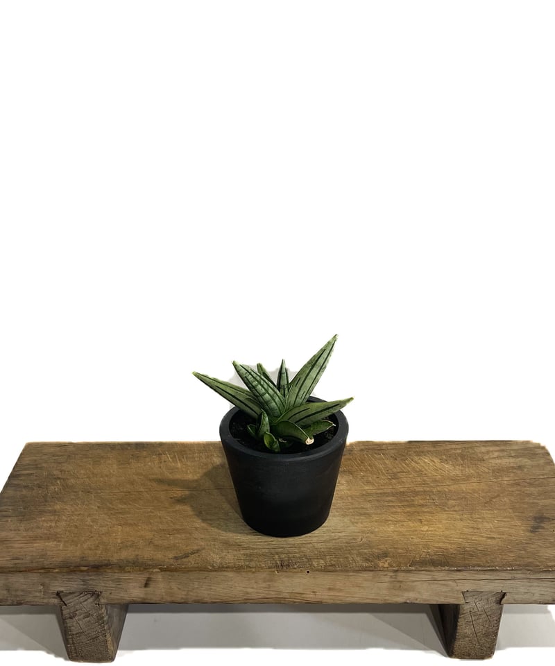サンセベリア ジュピター「Sansevieria Jupiter」29E-1 | SHOUCH サンセベリア ジュピター「Sansevieria Jupiter」29E-1 | SHOUCH