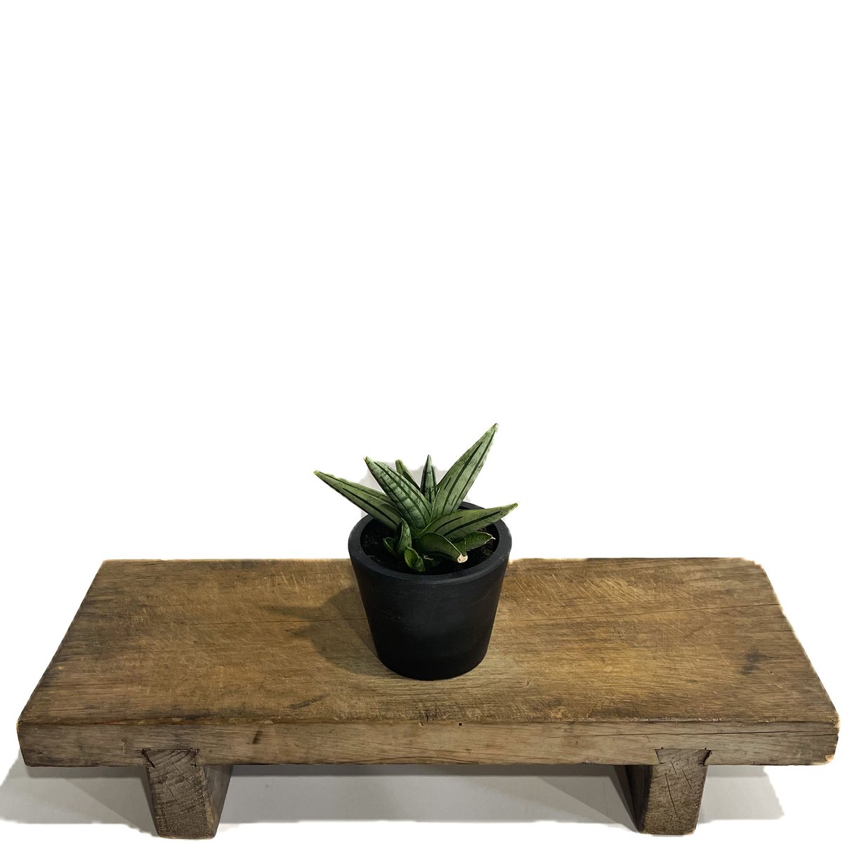 サンスベリア ジュピター Sansevieria Jupiter サンスベリア ジュピター Sansevieria Jupiter
