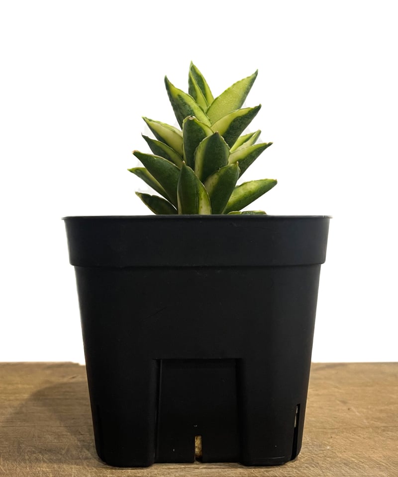 サンセベリア パゴダ 斑入 ドワーフ タイプ 「Sansevieria サンセベリア パゴダ 斑入 ドワーフ タイプ 「Sansevieria