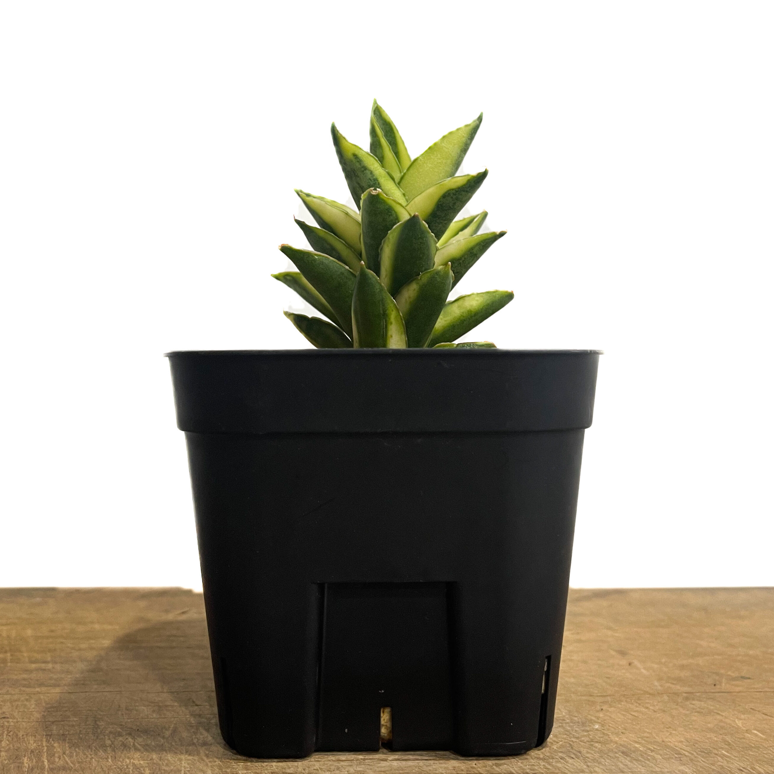 サンセベリア パゴダ 斑入 ドワーフ タイプ 「Sansevieria Pagoda var.
