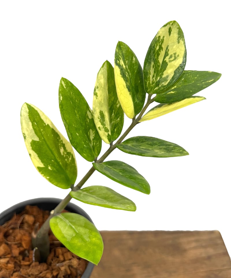希少 ザミオクルカス 斑入 ザミオクルカス 斑入 「Zamioculcas Zamiifolia Variegated」7