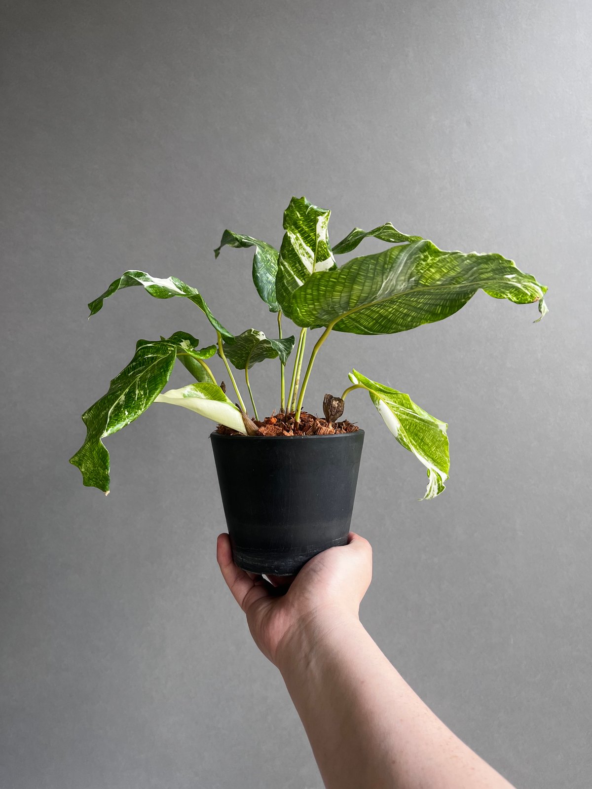 カラテア ムサイカ 斑入 「Calathea musaica variegated」2A |