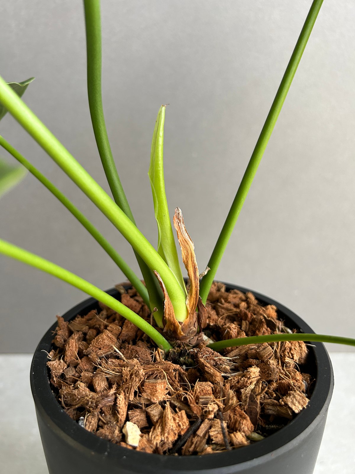 アンスリウム ベイチー 「Anthurium veitchii」29I | SHOUCHIKUEN アンスリウム ベイチー 「Anthurium veitchii」29I | SHOUCHIKUEN