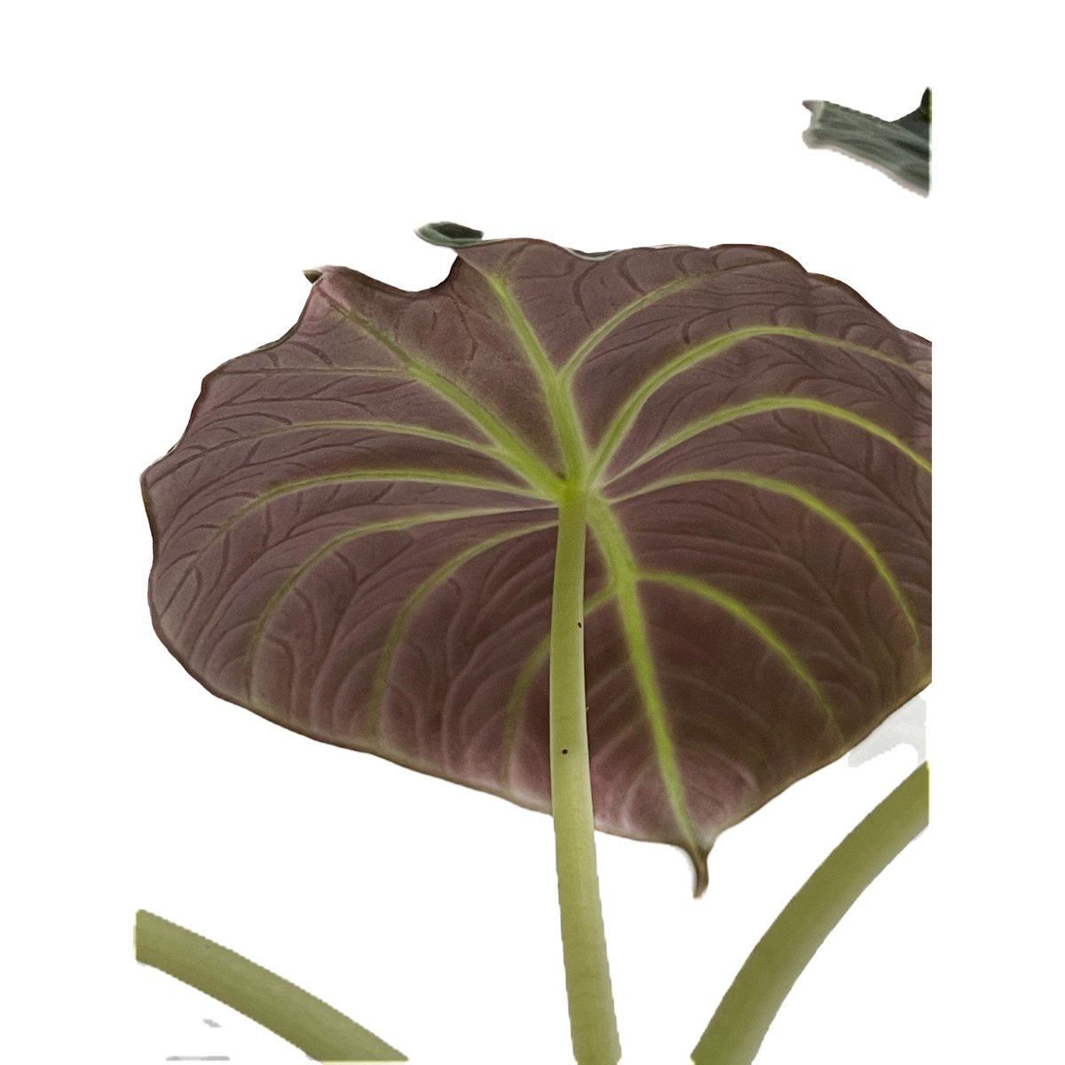 アロカシア ブラックベルベット「Alocasia Black Velvet」 9/2