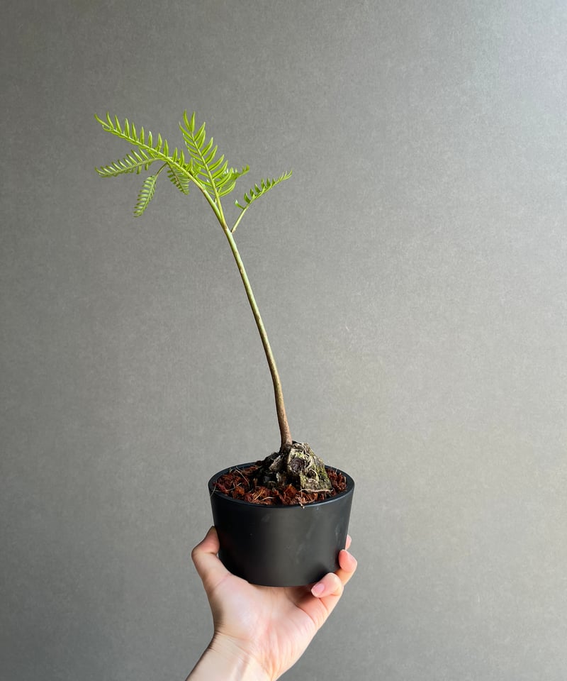 リュウビンタイ 「Angiopteris lygodiifolia」20A | SHOUCHI