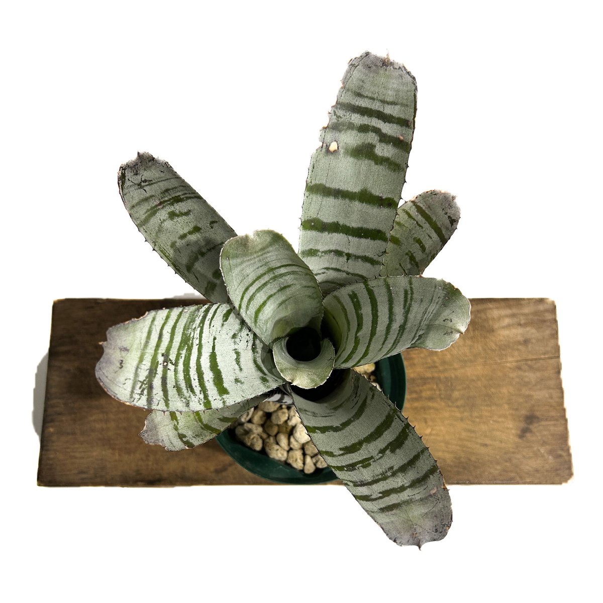 エクメア チャンティニー ワイドリーフ 実生苗 「Aechmea chantinii