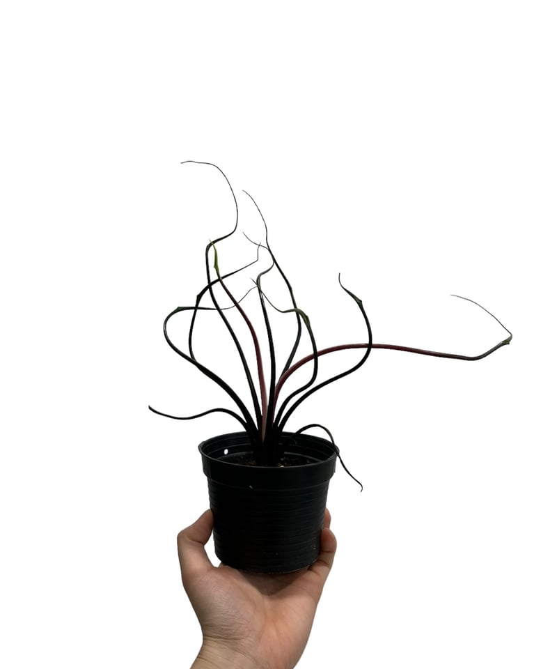 アロカシア プランバエ 'フライングスクイッド' 「Alocasia plumbae