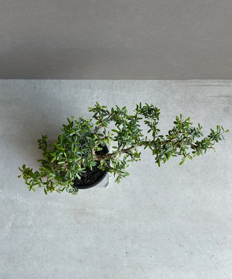“うち” 盆栽 Limited Edition「“UCHI” BONSAI 」86H
