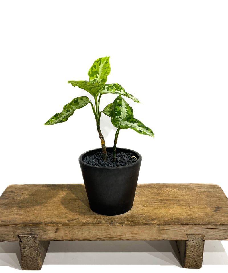 アグラオネマ ピクタム トリカラー「Aglaonema pictum tricolor アグラオネマ ピクタム トリカラー「Aglaonema pictum tricolor