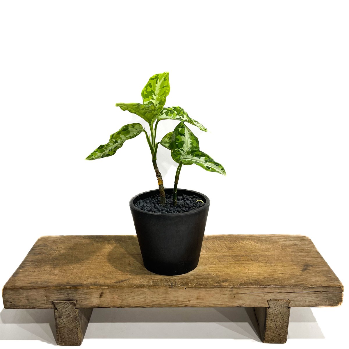アグラオネマ ピクタム トリカラー「Aglaonema pictum tricolor