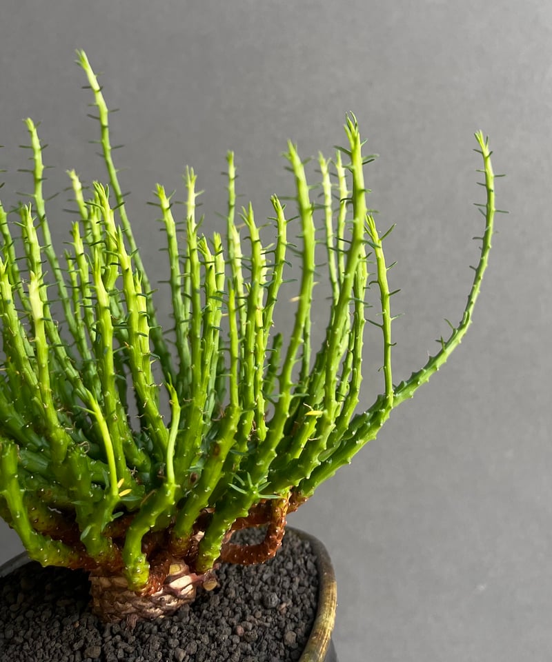 ユーフォルビア フラナガニー + YON-HACHI 「Euphorbia flanagani