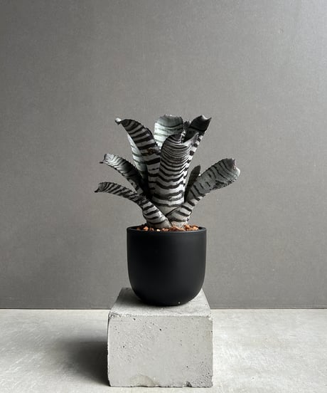 セール中❗️ 御神木に❗️ 長ホリダ　高さ40cm以上　ユーフォルビア 2025年最新】ユーフォルビアの人気アイテム - メルカリ