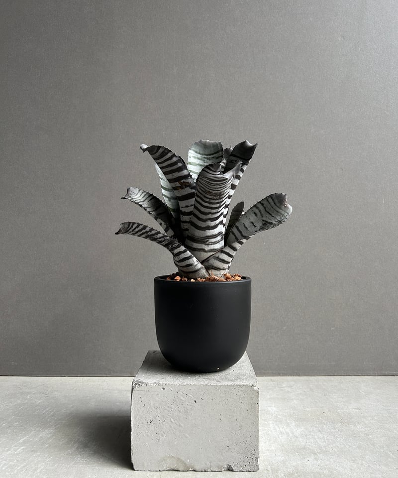 エクメア チャンティニー ブラック セレクト 「Aechmea chantinii Black