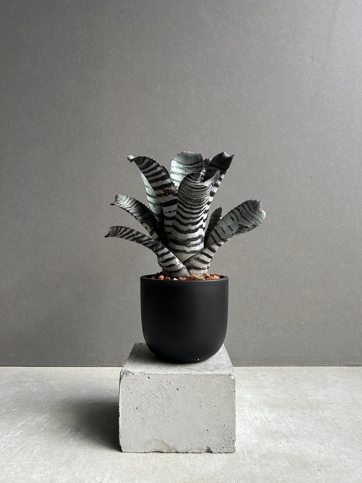 エクメア チャンティニー ブラック セレクト 「Aechmea chantinii Black