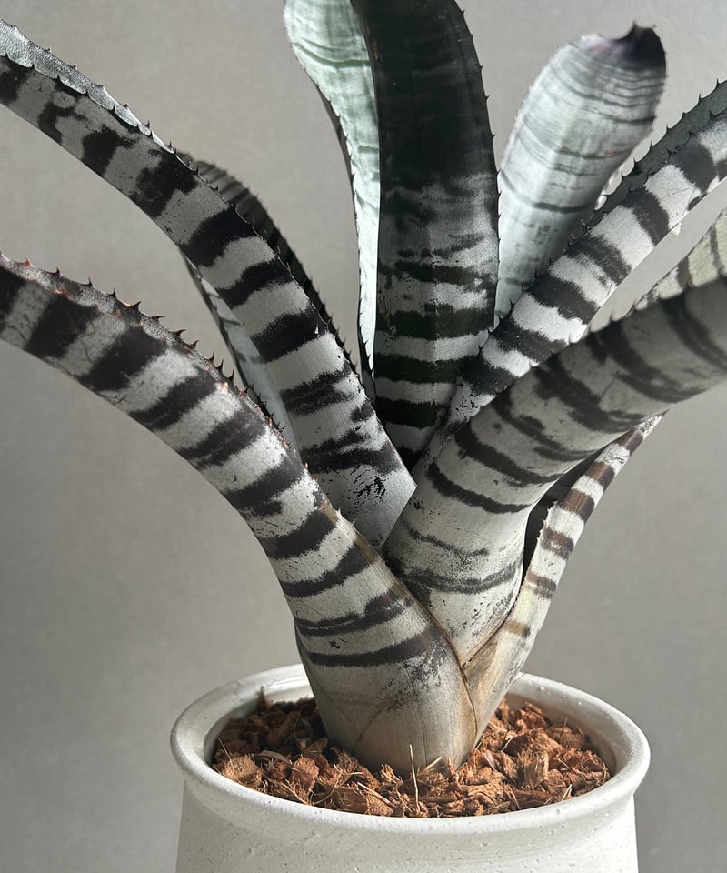 エクメア　チャンティーニ　ハイブリッド　セレクト エクメア チャンティニー ハイブリッド | GREEN LUCK