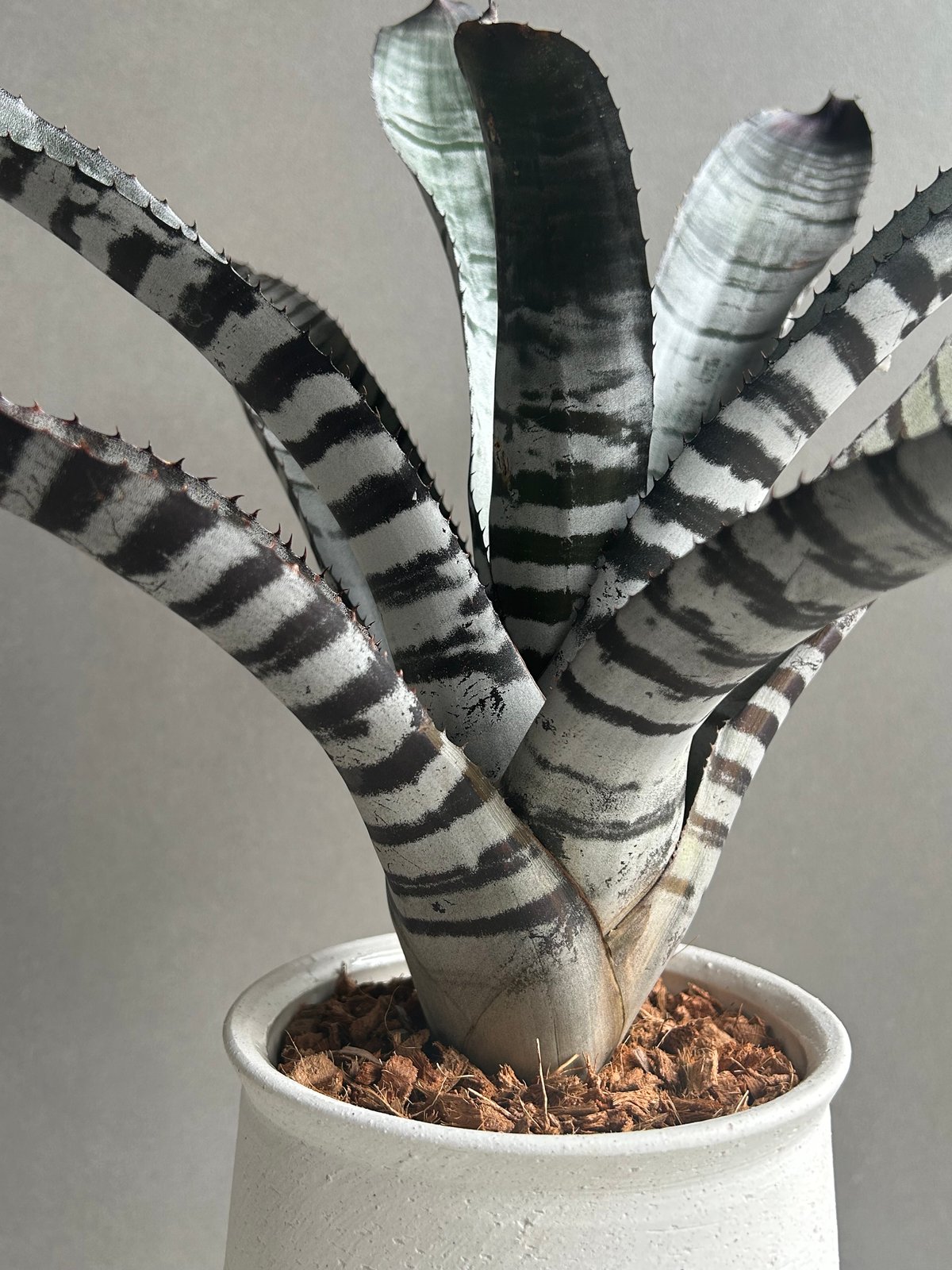 エクメア チャンティニー ブラック セレクト 「Aechmea chantinii Black