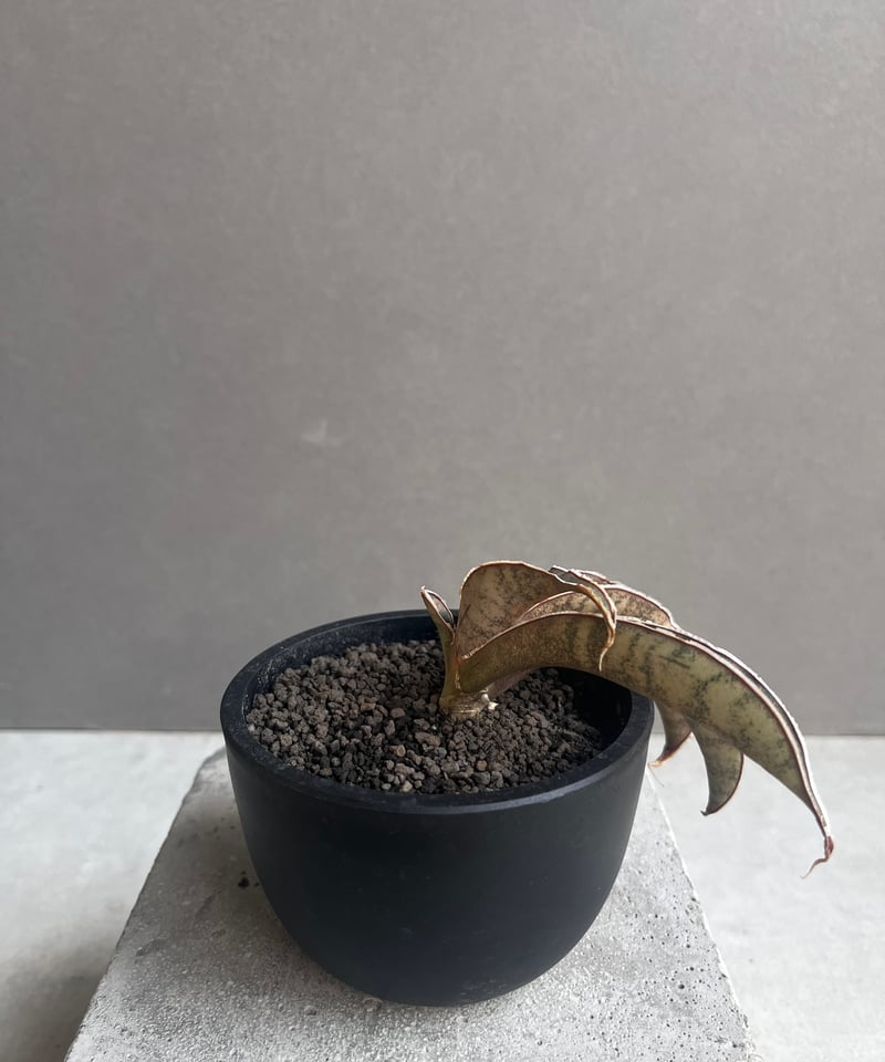 サンセベリア ピンクパンサー 「Sansevieria Pink Punter」35F | S
