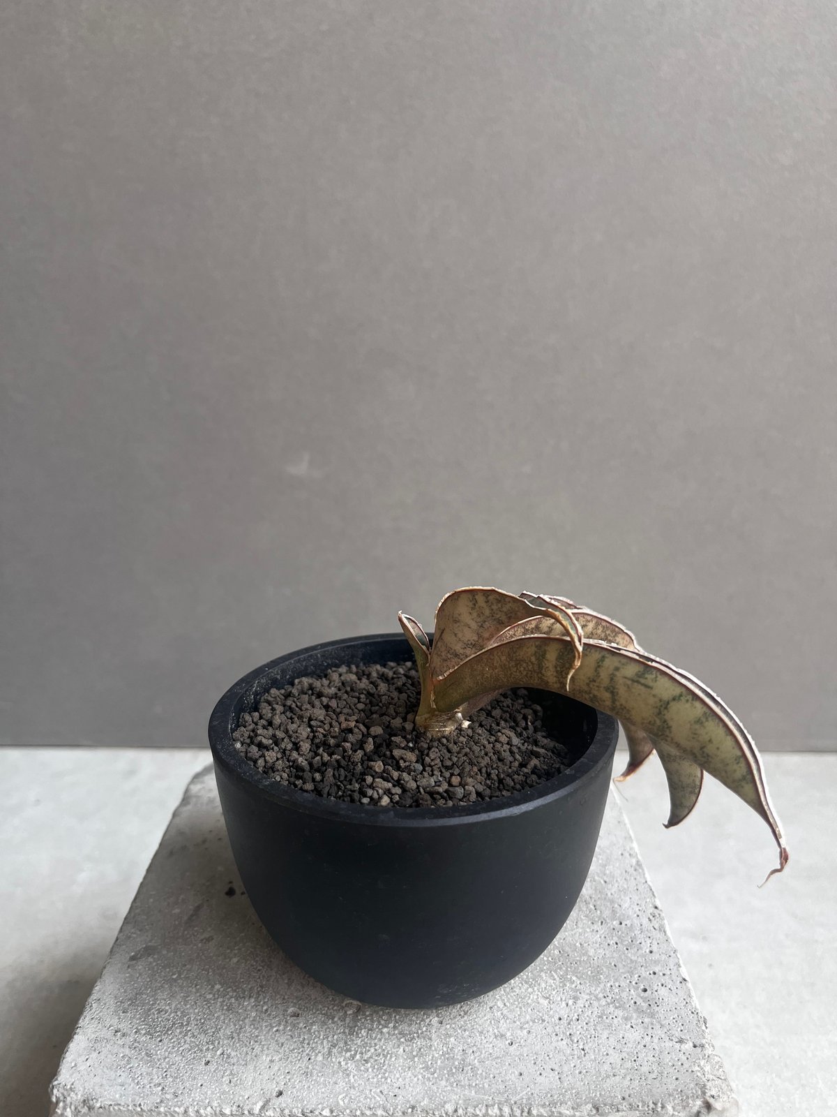 EMP サンセベリア ピンクパンサー OC株 / レア SA348 サンセベリア ピンクパンサー 「Sansevieria Pink Punter」35F | S