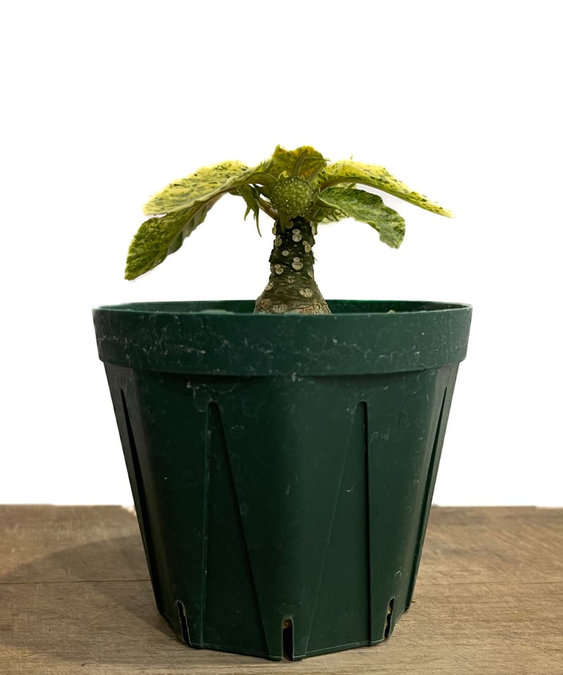 ドルステニア　フォエチダ ドルステニア・フォエチダ | trigger