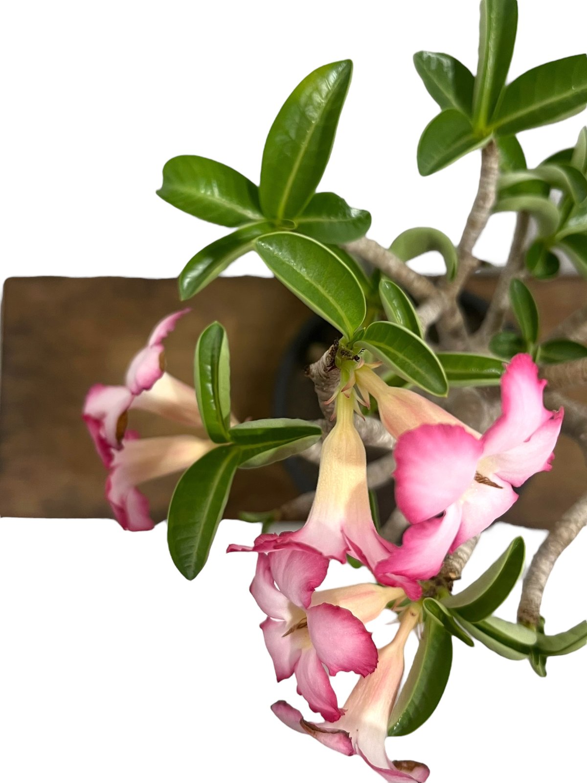 アデニウム アラビカム “バオバブ スタイル” 「Adenium arabicum “Baob