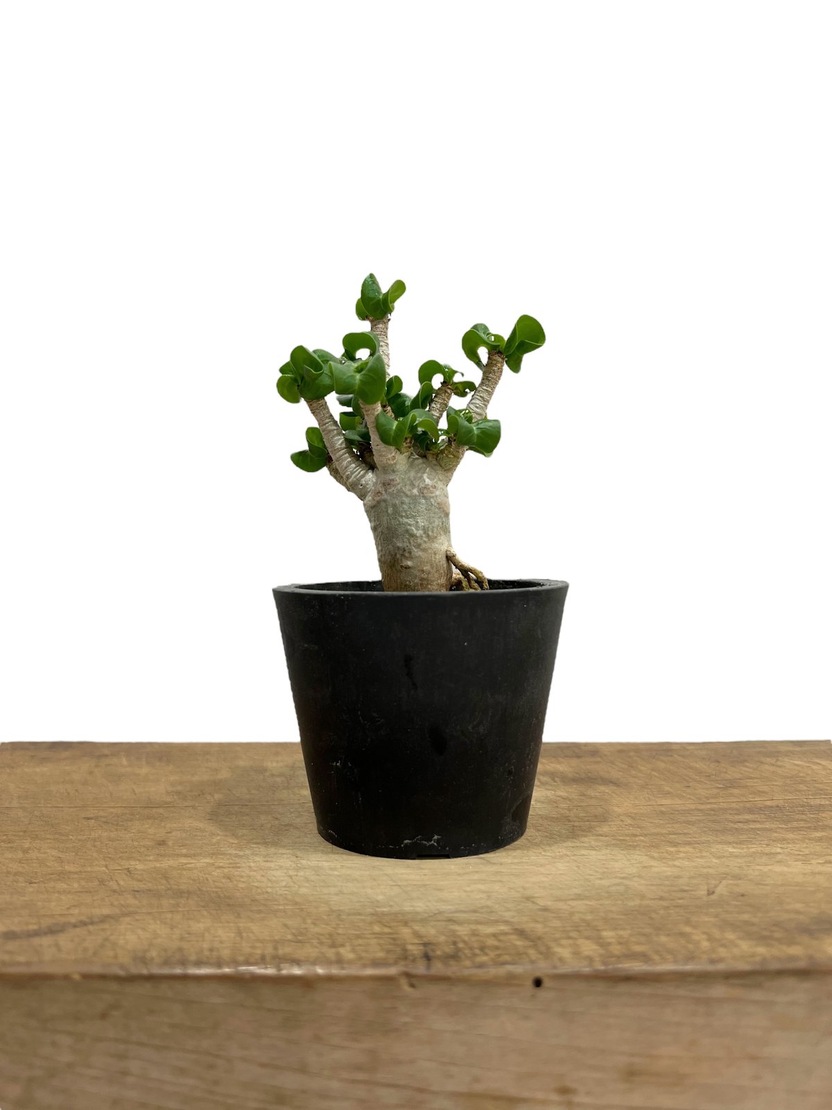 アデニウム D.H.A (獅子葉) ドワーフ 「Adenium D.H.A (Dorset H
