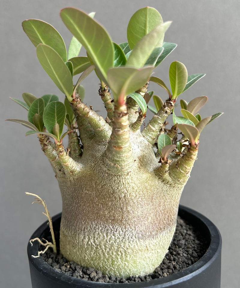 テラパーミア アデニウム アラビカム スーパー ドワーフ “ブラック” 「Adenium