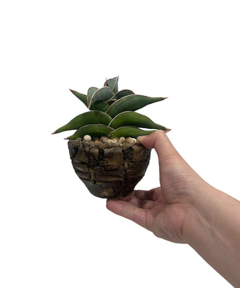 サンセベリア ロリダ 斑入 “選抜個体”+plantsmonsters pot サンセベリア ロリダ 斑入 “選抜個体”+plantsmonsters pot